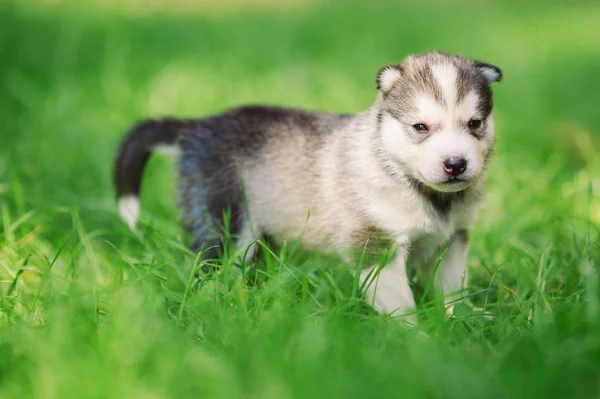 Sibirischer Husky Welpe Grünen Gras — Stockfoto