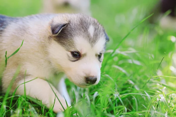 Sibirischer Husky Welpe Grünen Gras — Stockfoto