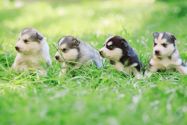 Filhotes Cachorro Husky Siberianos Grama Verde — Fotografia de Stock