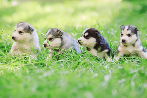 Szibériai Husky Kölykök Zöld Fűben — Stock Fotó