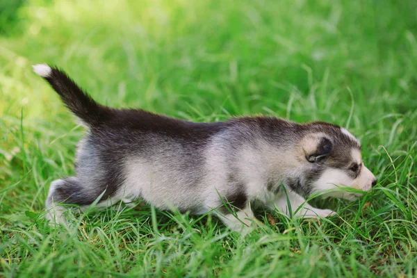 Siberian Husky Szczeniak Zielonej Trawie — Zdjęcie stockowe