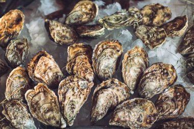 buz üzerinde taze çiğ istiridyelerin yakın çekim