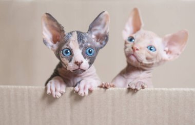 Tüysüz Sfenks yavru kedi çizgi film kutusuna oynarken