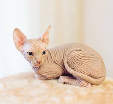 Tüysüz Sfenks kedisi oturma ve uzakta ev arıyorum