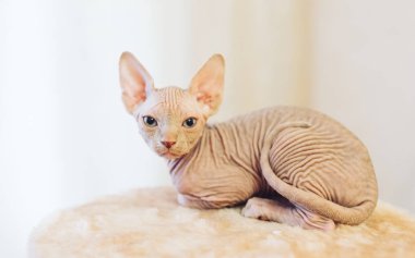 Evde istirahat tüysüz Sfenks kedisi