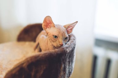 Evde istirahat tüysüz Sfenks kedisi