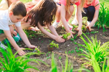 Dünyanın kurtarma konsepti olarak siyah toprağa genç ağaç diken çocukların elleri