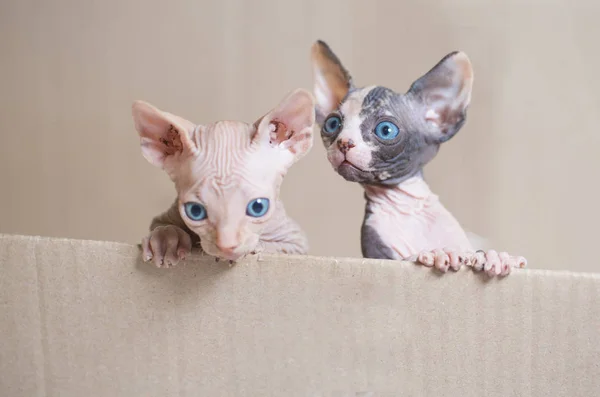 Gatinhos Esfinge Sem Pêlos Jogando Caixa Desenho Animado — Fotografia de Stock