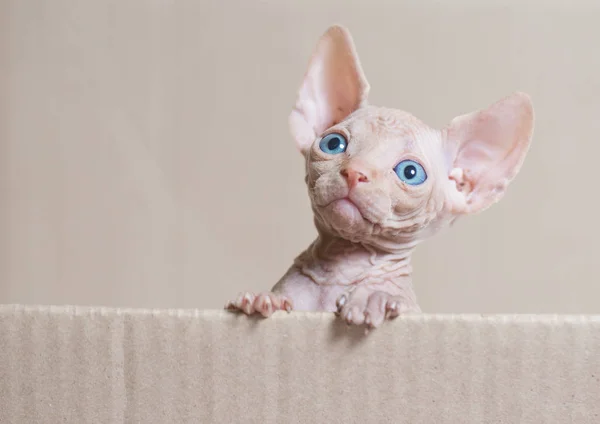 Gatinho Esfinge Sem Pêlos Jogando Caixa Desenho Animado — Fotografia de Stock