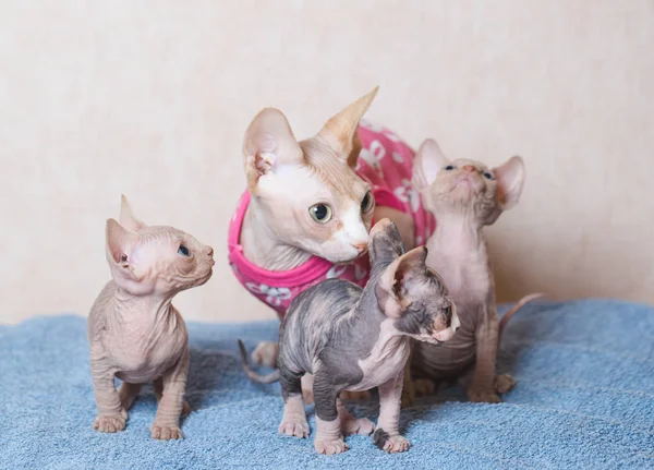 Hairless Sphinx Cats Kittens Home — Stock Photo, Image