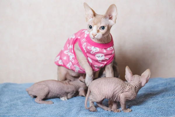 Yavru Kedi Evde Kedilerle Tüysüz Sfenks — Stok fotoğraf