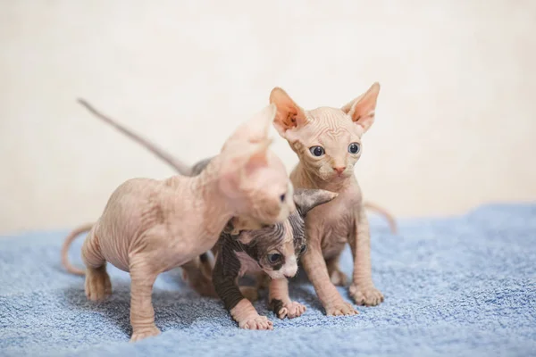 Gatinhos Esfinge Sem Pêlos Jogando Casa — Fotografia de Stock