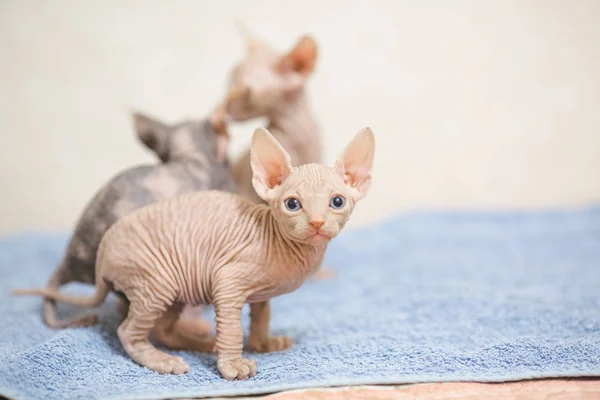 Hairless Sphinx Kittens Playing Home — Stock Photo, Image