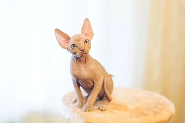 Sem Pêlos Esfinge Gato Sentado Olhando Para Longe Casa — Fotografia de Stock