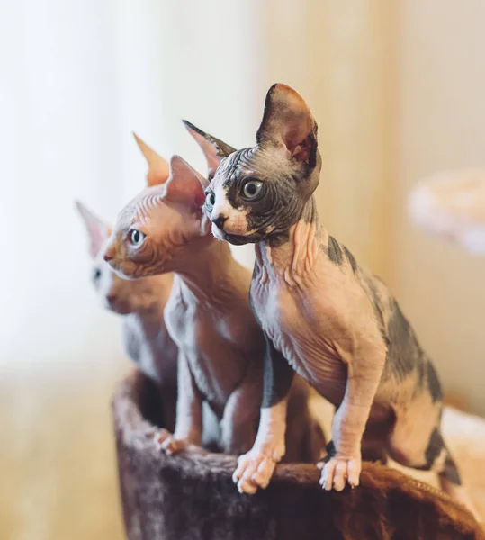 Hairless Sphinx Cats Looking Away Home — Stock Photo, Image