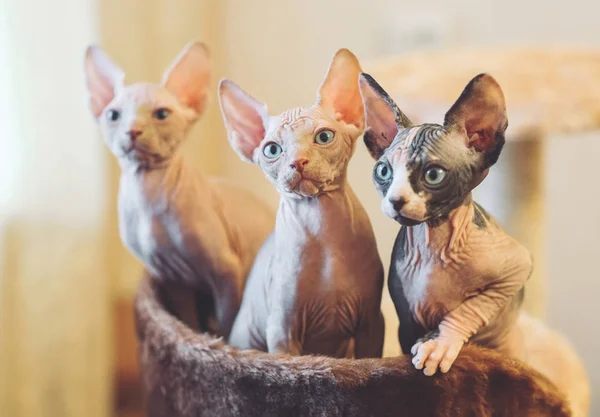 Haarlose Sphinx Katzen Schauen Hause Weg — Stockfoto