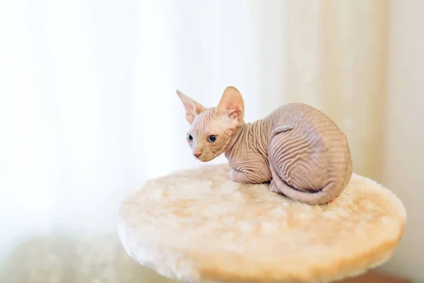 Sem Pêlos Esfinge Gato Sentado Olhando Para Longe Casa — Fotografia de Stock