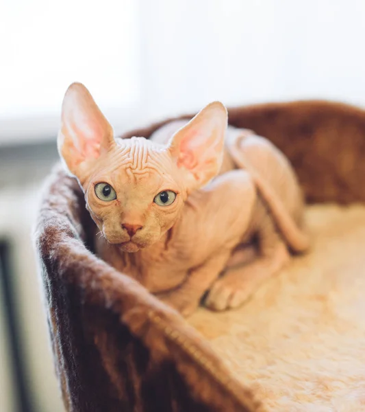 Sfinks Bezwłosy Kot Odpoczynek Domu — Zdjęcie stockowe