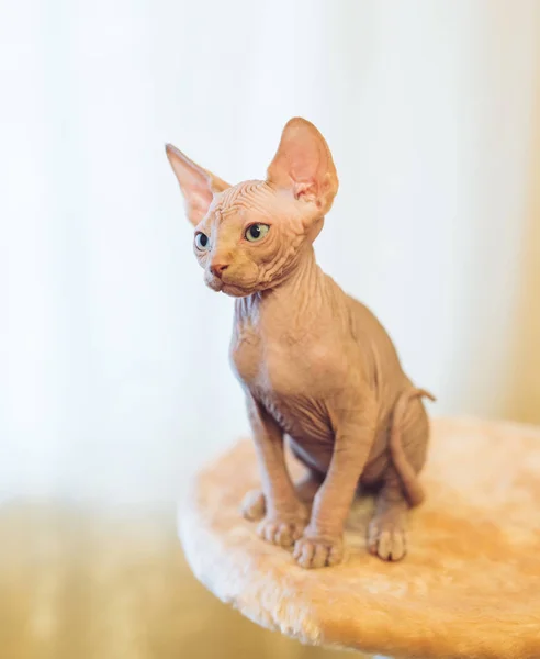 Sfinks Bezwłosy Kot Siedzący Odwracając Domu — Zdjęcie stockowe