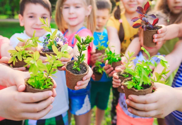 People Hands Cupping Plant Nurture Environmental