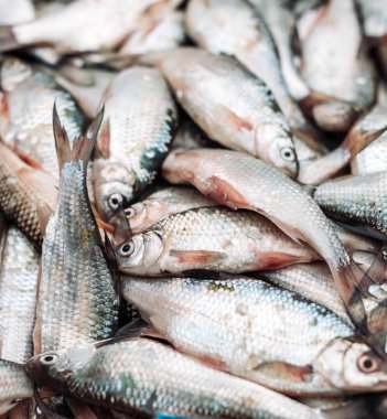 Balık hamsi yığın Balık Market