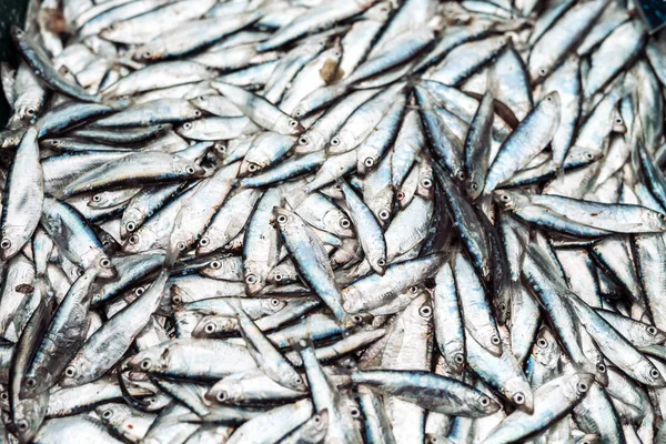 Fish Sprats Heap Fish Market — Stock Photo, Image