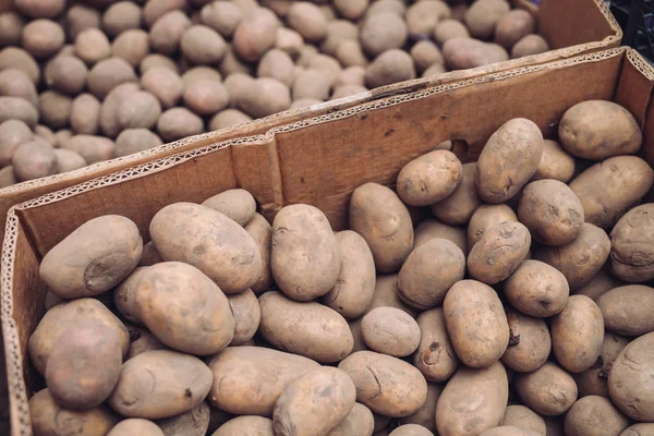 Fresh picked potatoes in boxes at farmer market