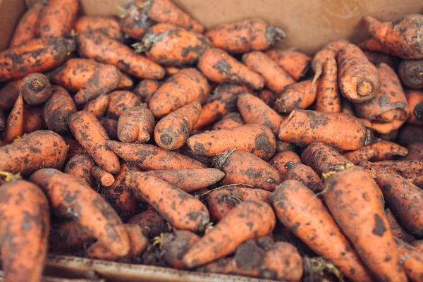 Fresh picked carrots in boxes at farmer market