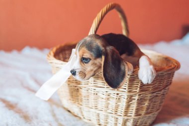 sepet içinde oturan sevimli Beagle köpek