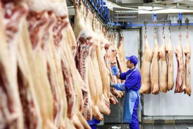 Et üretiminde domuz domuzu kesme.