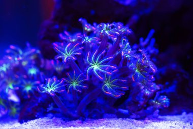 güzel renkli mercan deniz akvaryum