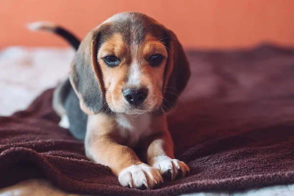 Cão Pequeno Cão Beagle Jogando Casa Cama — Fotografia de Stock