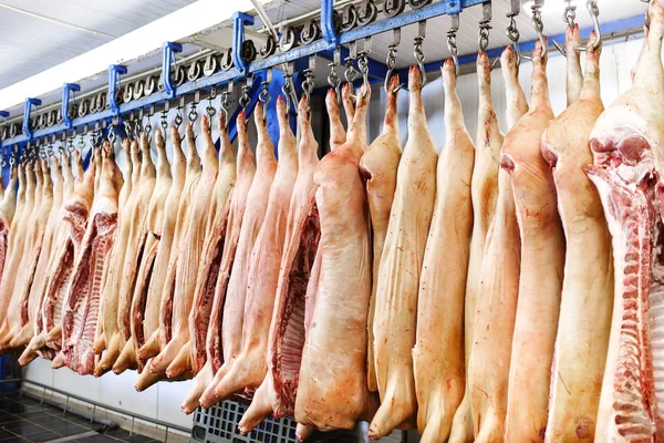 在食品加工厂冰箱房内切成两半的猪胴体 — 图库照片