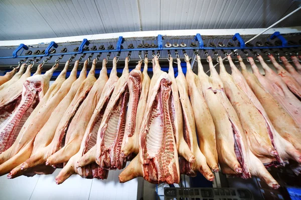 Carcasses Porc Coupées Deux Dans Salle Réfrigération Usine Transformation Des — Photo