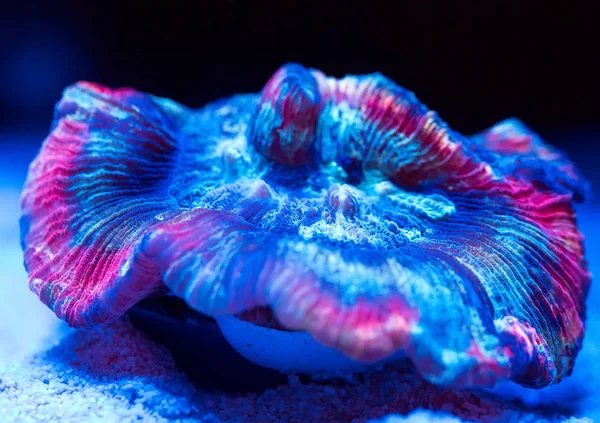 海洋水族館の美しいカラフルなサンゴ — ストック写真