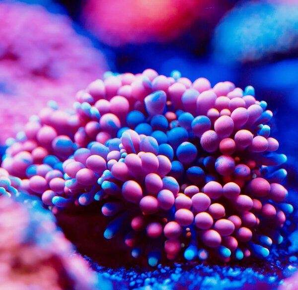 Анемоны. Кораллы в морском аквариуме
.