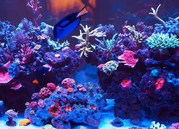 Mooie Kleurrijke Koralen Zee Aquarium — Stockfoto