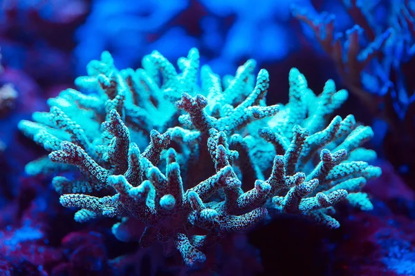 Korály Mořské Akvárium — Stock fotografie