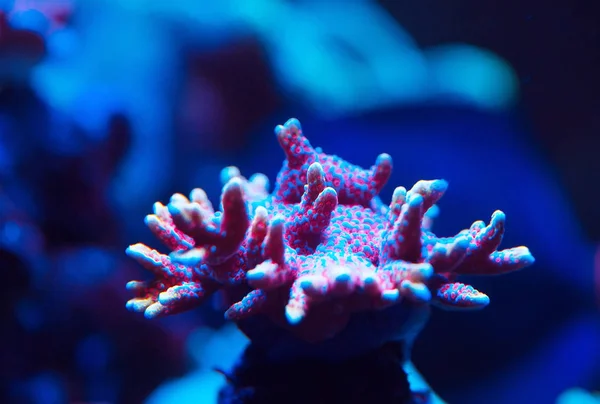 Schöne Bunte Korallen Meerwasseraquarium — Stockfoto