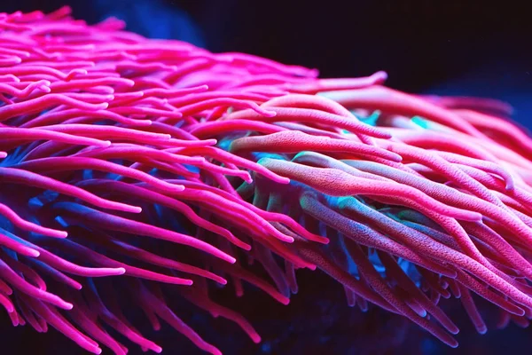Anemonen Korallen Meerwasseraquarium — Stockfoto