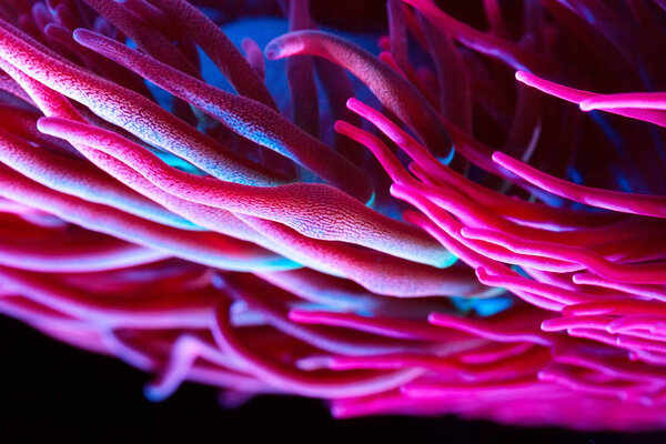 Анемоны. Кораллы в морском аквариуме
.