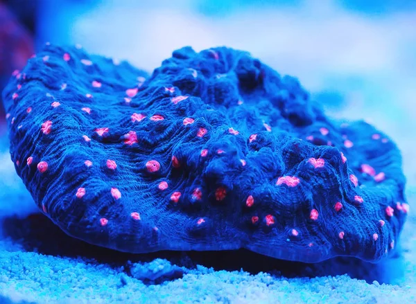 海洋水族館のサンゴ — ストック写真