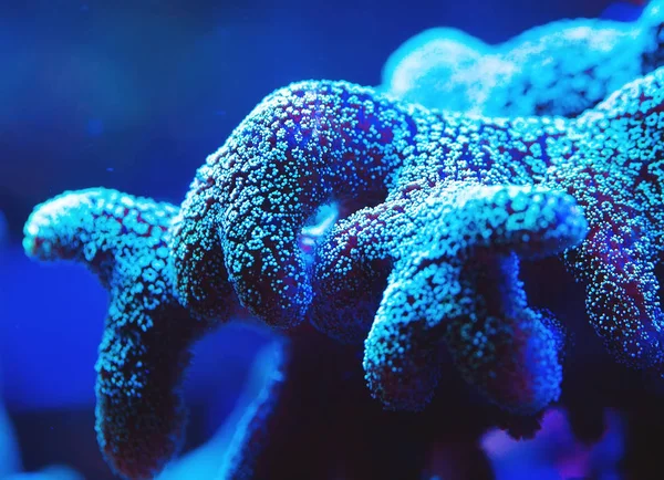 Schöne Bunte Korallen Meerwasseraquarium — Stockfoto