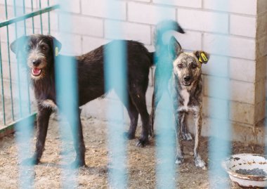 Sokak köpekleri için barınak.