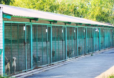 Sokak köpekleri için barınak.