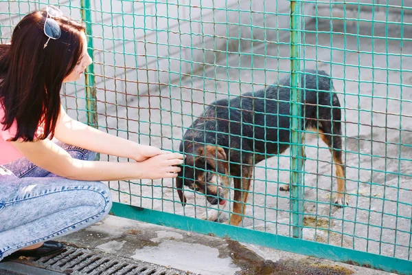 Mädchen Freiwillig Der Kinderkrippe Für Hunde Tierheim Für Streunende Hunde — Stockfoto