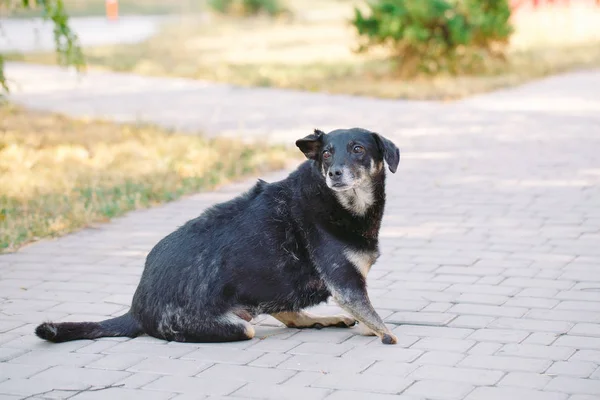 Hond Kreupel Zonder Drie Benen Liggend Weg — Stockfoto