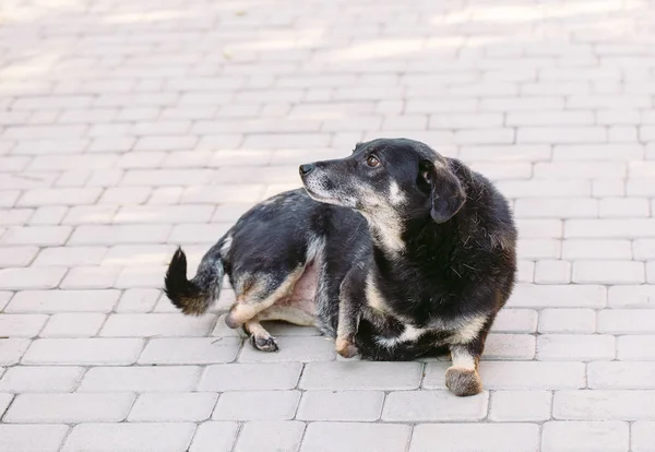 Hond Kreupel Zonder Drie Benen Liggend Weg — Stockfoto