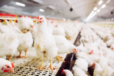 içinde kapalı besleme tavuk çiftliği tavuk