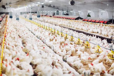 içinde kapalı besleme tavuk çiftliği tavuk